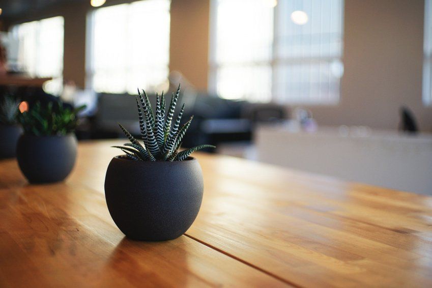 plant 1081856 1920